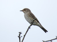 Lisvane and Llanishen Reservoirs